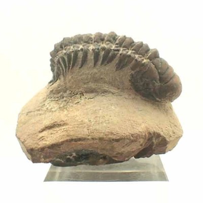 Crotalocephalus gibbus Crotalocephalus gibbus