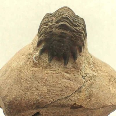 Crotalocephalus gibbus Crotalocephalus gibbus