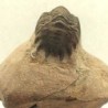 Crotalocephalus gibbus