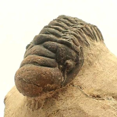 Crotalocephalus gibbus Crotalocephalus gibbus