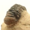  Crotalocephalus gibbus