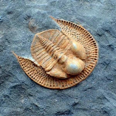 Declivolithus titan Declivolithus titan