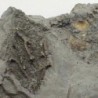 Arthroacantha carpenteri