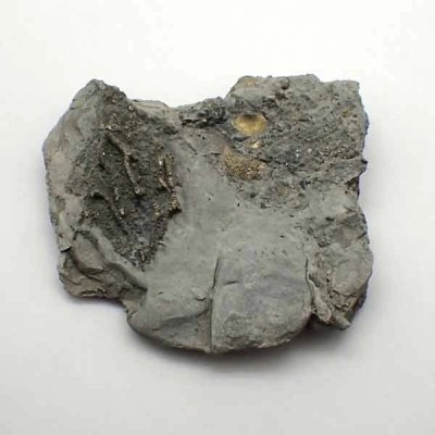 Arthroacantha carpenteri Arthroacantha carpenteri