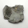  Arthroacantha carpenteri