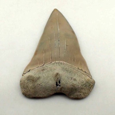Isurus hastalis Isurus hastalis