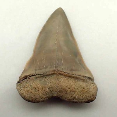 Isurus hastalis Isurus hastalis