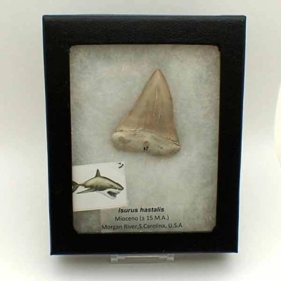 Isurus hastalis Isurus hastalis
