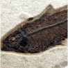  Knigthia alta