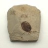 Walnut (Nuez)