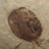  Walnut (Nuez)