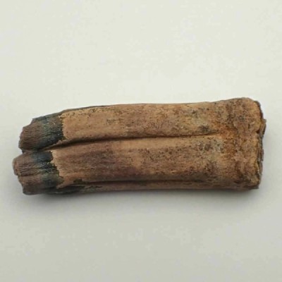 Equus mexicanus