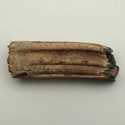  Equus mexicanus
