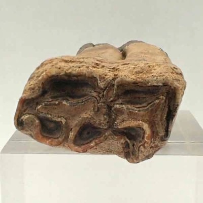  Equus mexicanus