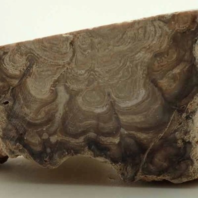 Estromatolito Estromatolito