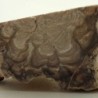  Estromatolito