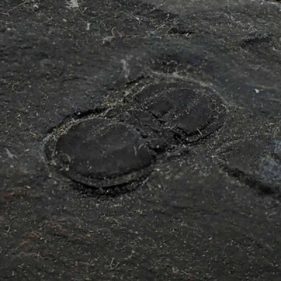 Peronopsis interstrictus Peronopsis interstrictus