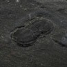 Peronopsis interstrictus