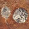  Cocculus flabella
