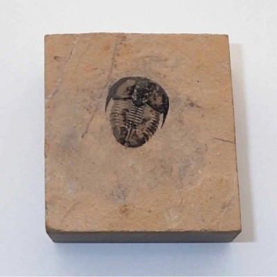 Genevievella granulata Genevievella granulata