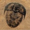 Genevievella granulata