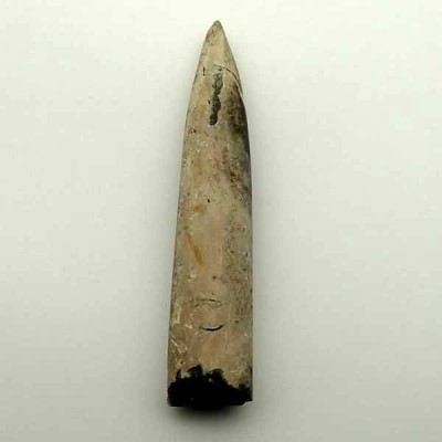 Cylindroteuthis oweni Cylindroteuthis oweni