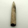 Cylindroteuthis oweni