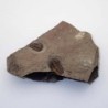 Prionocheilus sp.