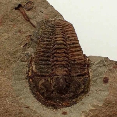 Prionocheilus sp. Prionocheilus sp.