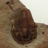  Prionocheilus sp.
