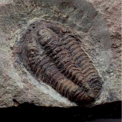 Prionocheilus sp. Prionocheilus sp.