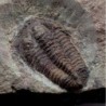  Prionocheilus sp.