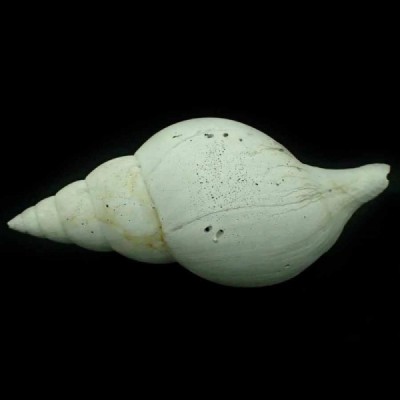 Fasciolaria rucksorum Fasciolaria rucksorum
