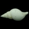 Fasciolaria rucksorum