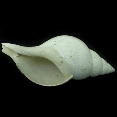 Fasciolaria rucksorum Fasciolaria rucksorum