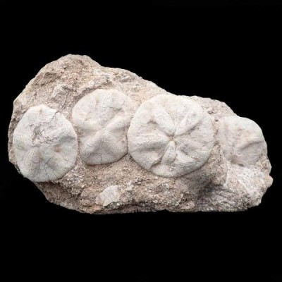 Astrodapsis arnoldi Astrodapsis arnoldi