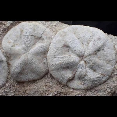 Astrodapsis arnoldi Astrodapsis arnoldi