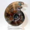 Desmoceras inflatum