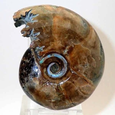  Desmoceras inflatum