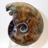  Desmoceras inflatum