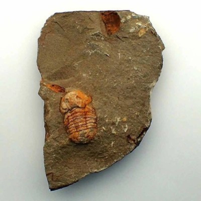 Nileidae sp. Nileidae sp.