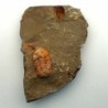 Nileidae sp.