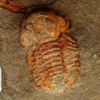 Nileidae sp. Nileidae sp.
