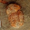  Nileidae sp.