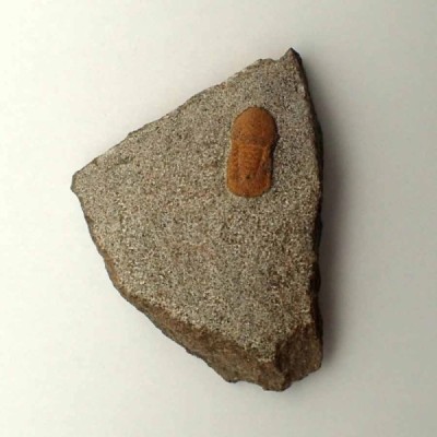 Degamella sandinoae Degamella sandinoae
