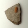 Degamella sandinoae