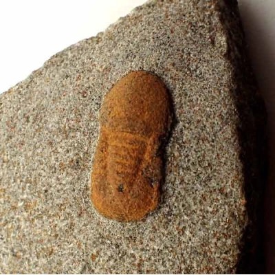 Degamella sandinoae Degamella sandinoae