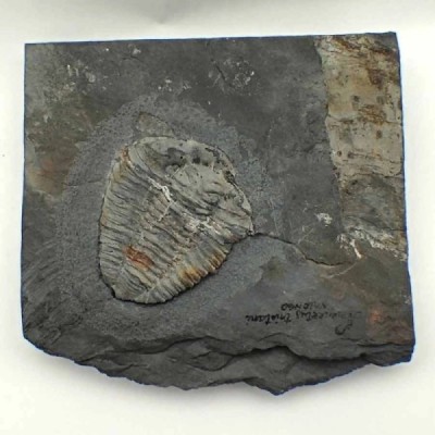 Neseuretus tristani Neseuretus tristani