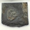 Neseuretus tristani