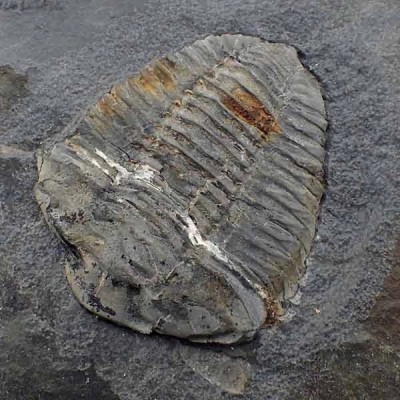 Neseuretus tristani Neseuretus tristani